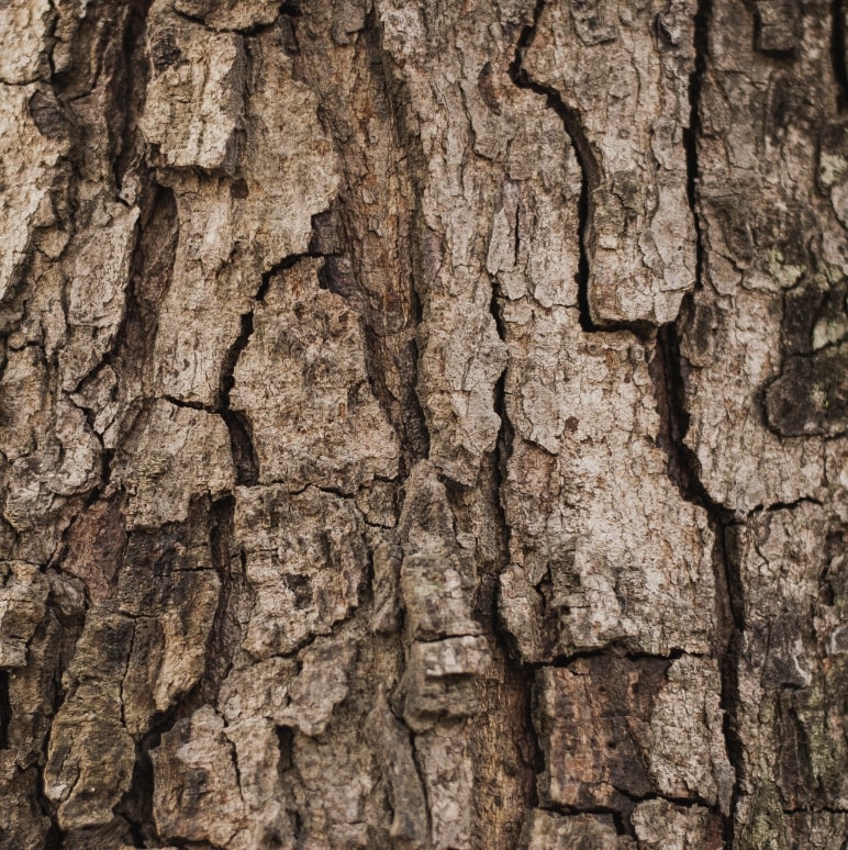 The image is a close up of bark on a tree.