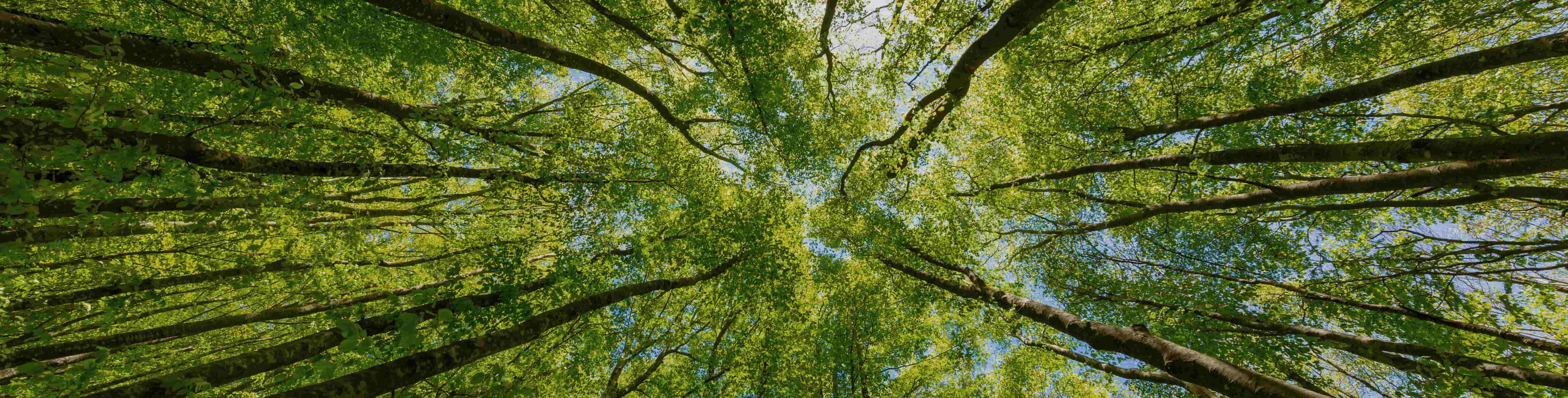 The image is of trees in a forest, viewing from the ground up.